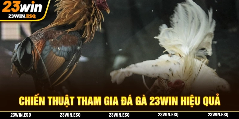 Đá Gà 23WIN - Đấu Trường Nơi Nhiều Chiến Kê Tranh Tài 3 Chiến thuật để người chơi than giam gia đá gà 23WIN kiếm tiền dễ dàng