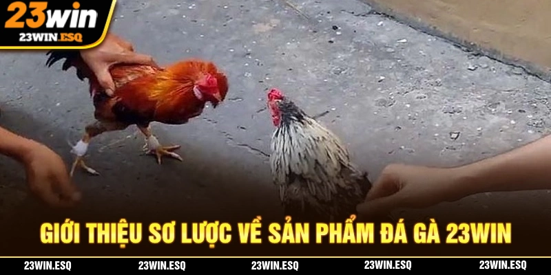 Đá Gà 23WIN - Đấu Trường Nơi Nhiều Chiến Kê Tranh Tài 1 Giới thiệu về sảnh cược đá gà 23WIN chất lượng