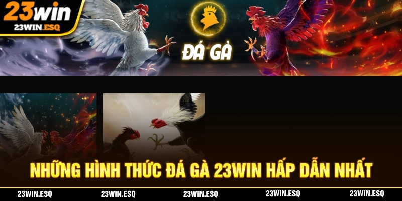 Đá Gà 23WIN - Đấu Trường Nơi Nhiều Chiến Kê Tranh Tài 2 Nhà cái hiện quy tụ rất nhiều hình thức đá gà hấp dẫn